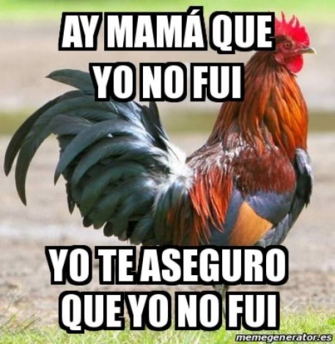 Memes: Hondureños se burlan por caso de gallo preso