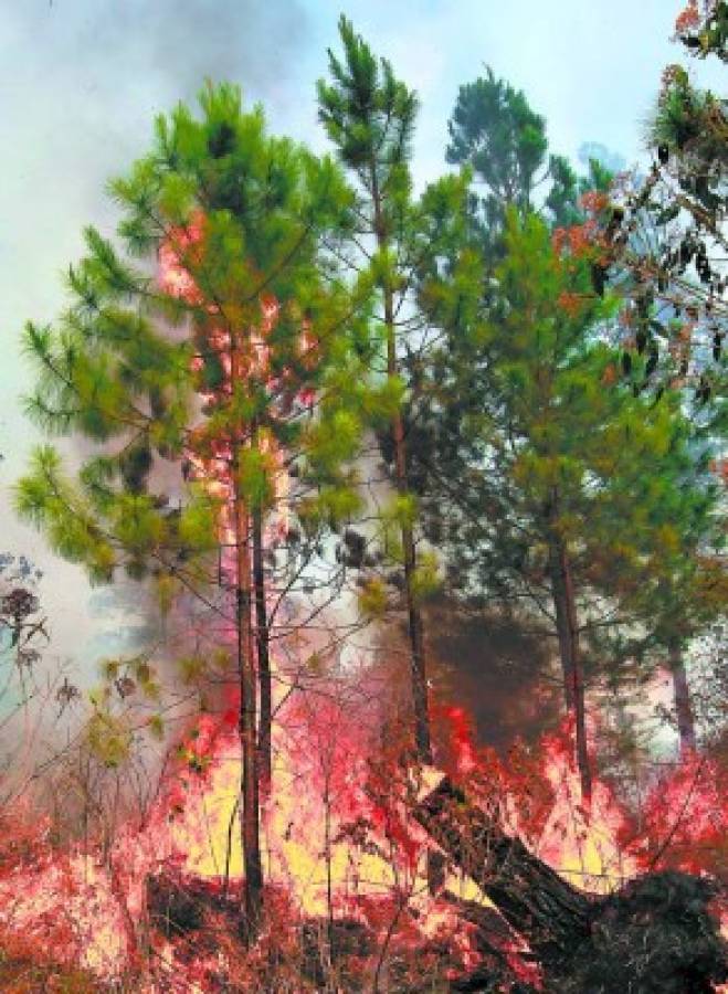 Honduras: Devastador incendio en sector de Carpintero