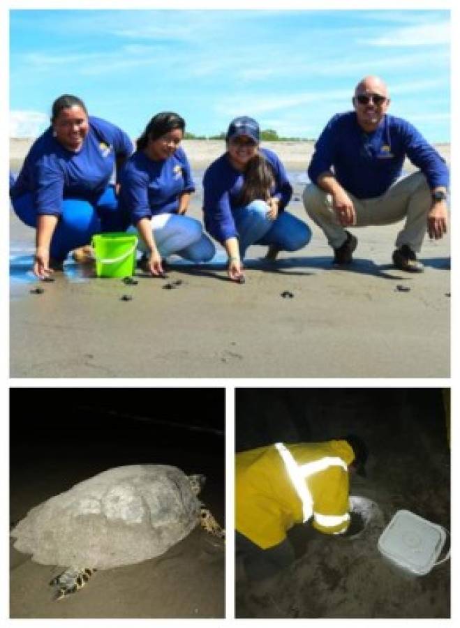 Recolección de huevos de tortuga generará ingreso a los pescadores