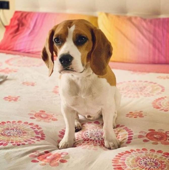 Datos interesantes sobre el Beagle, el perro más adorable del planeta