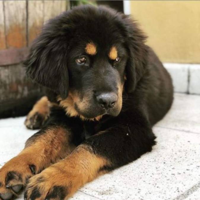 FOTOS: Cedric, el perro que acompañó a Edith González en sus últimos meses de vida