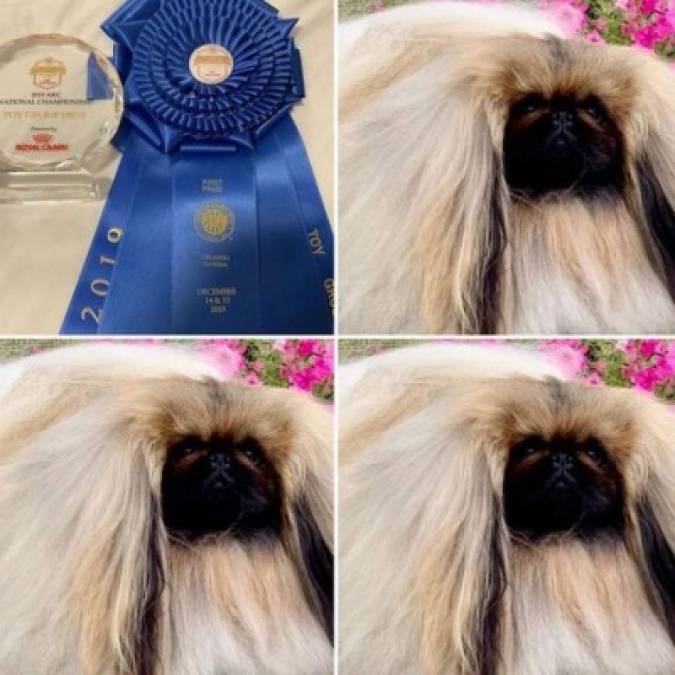 Wasabi, el pequinés que ganó el concurso canino Westminster al 'Mejor show”