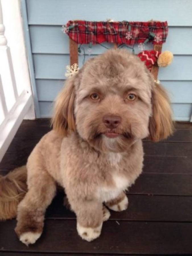 Yogi, el perro con cara de hombre que arrasa en redes sociales  