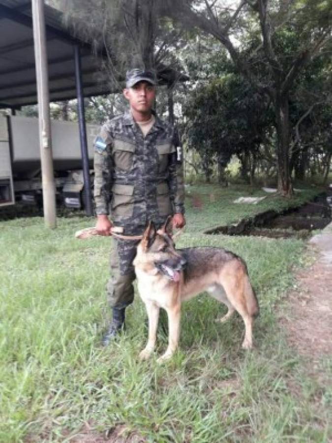 Conoce la historia de 'Taco y Capitán', perros rescatistas enviados a México