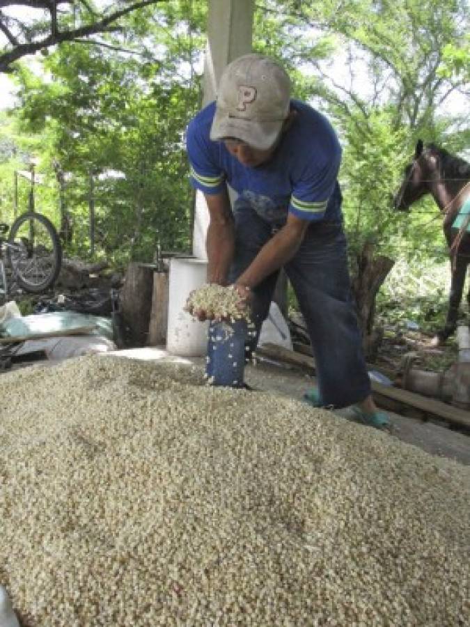 Auguran mayor producción de granos básicos en postrera