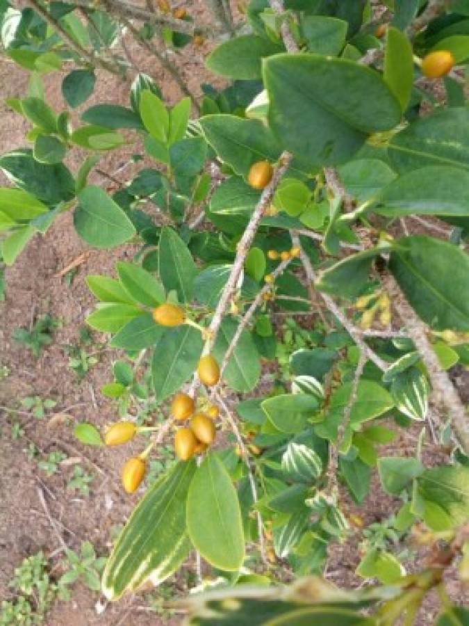 Honduras localiza y destruye 40 manzanas de plantación de coca en Olancho