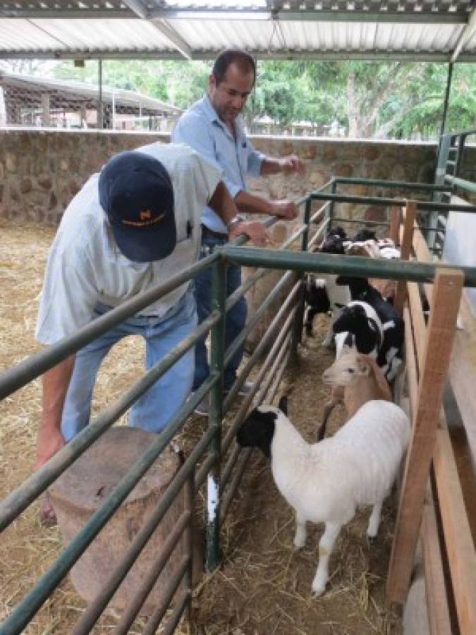 Ganaderos de Comayagua se dedican a críar ovejas