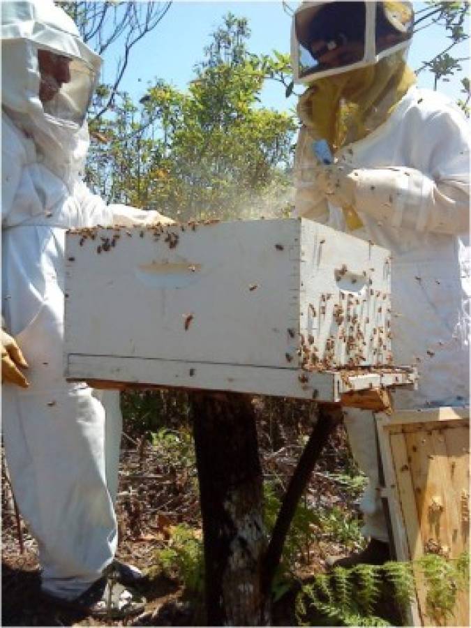 Familias intercambian animales y plantas para diversificar producción