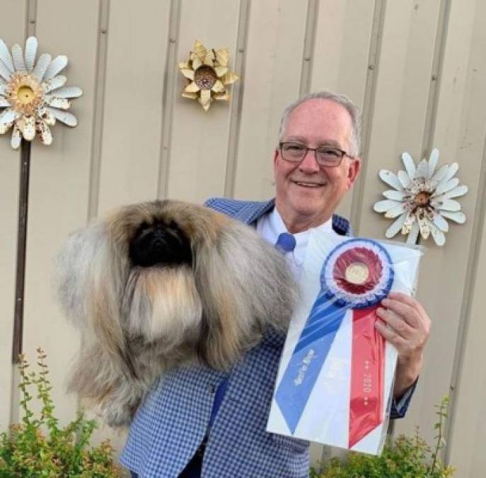 Wasabi, el pequinés que ganó el concurso canino Westminster al 'Mejor show”