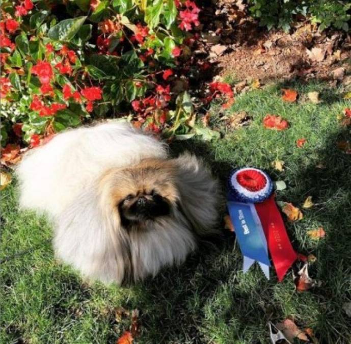 Wasabi, el pequinés que ganó el concurso canino Westminster al 'Mejor show”