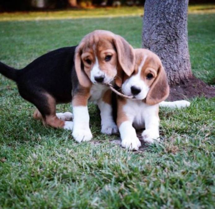 Datos interesantes sobre el Beagle, el perro más adorable del planeta
