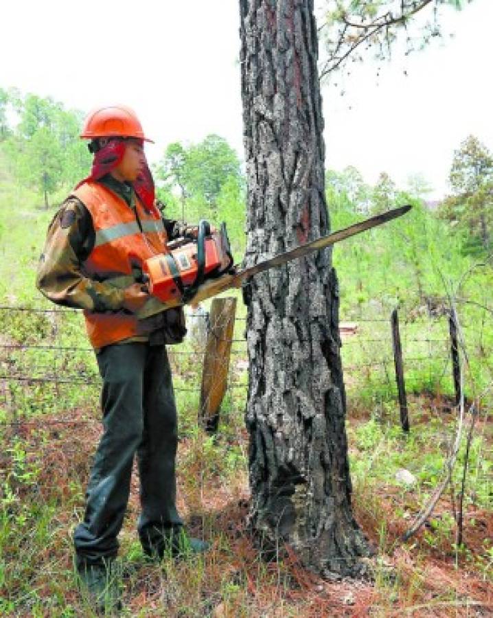 Inmisericorde deforestación provocada por el gorgojo de pino