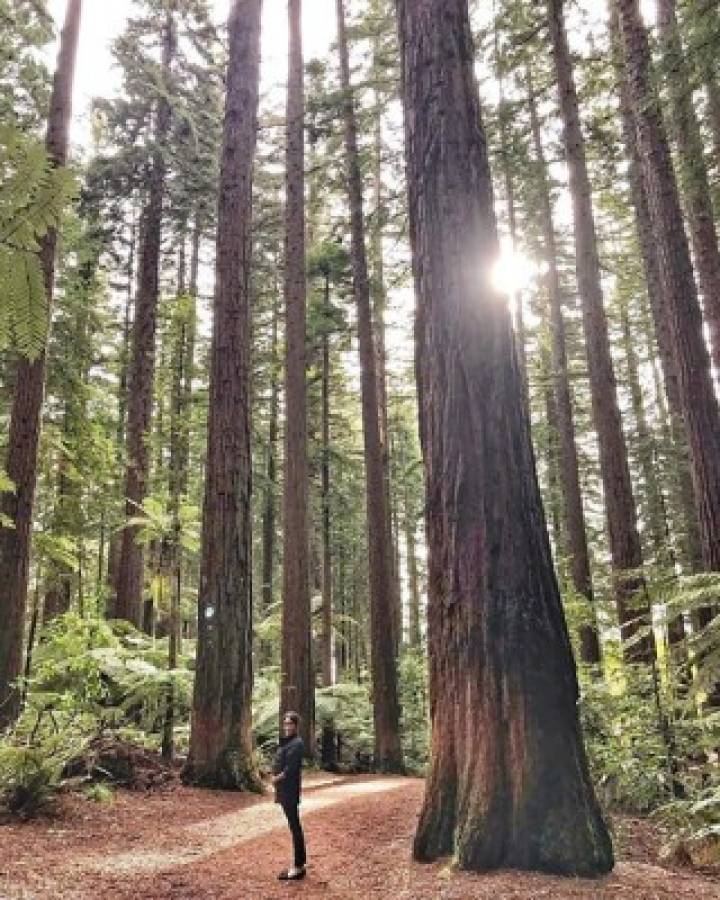 A handout picture taken by Britain's Prince Harry, Duke of Sussex and released by Kensington Palace via their Instagram account on November 2, 2018, shows Britain's Meghan, Duchess of Sussex, posing for a photograph supporting her baby bump, standing among the trees at Redwoods Treewalk in Rotorua, north Island, New Zealand on October 31, 2018. - Prince Harry has shared a photograph of his wife Meghan Markle cradling her baby bump during a walk through a forest in New Zealand on their recent Pacific royal tour. (Photo by Harry, Duke of Sussex / KENSINGTON PALACE / AFP) / RESTRICTED TO EDITORIAL USE - MANDATORY CREDIT 'AFP PHOTO / DUKE OF SUSSEX / KENSINGTON PALACE' - NO MARKETING NO ADVERTISING CAMPAIGNS - DISTRIBUTED AS A SERVICE TO CLIENTS - RESTRICTED TO SUBSCRIPTION USE - NOT FOR SALE