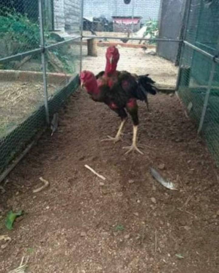 Así luce la gallina actualmente.