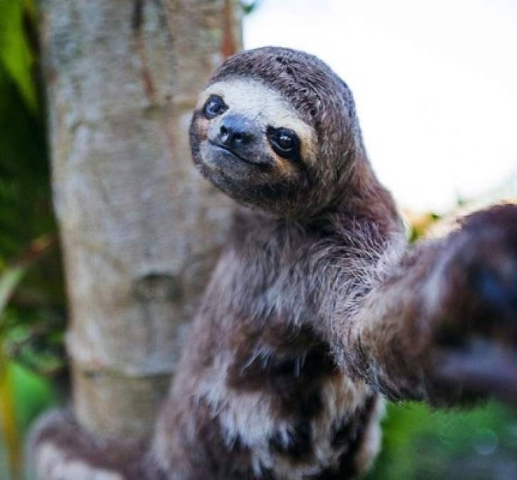 Galería: ¿Quién dice que los animales no pueden tomarse selfies?