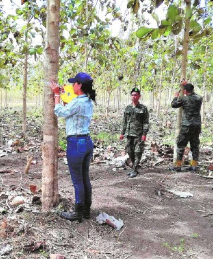 Bosque modelo, un ejemplo de conservación forestal en Danlí