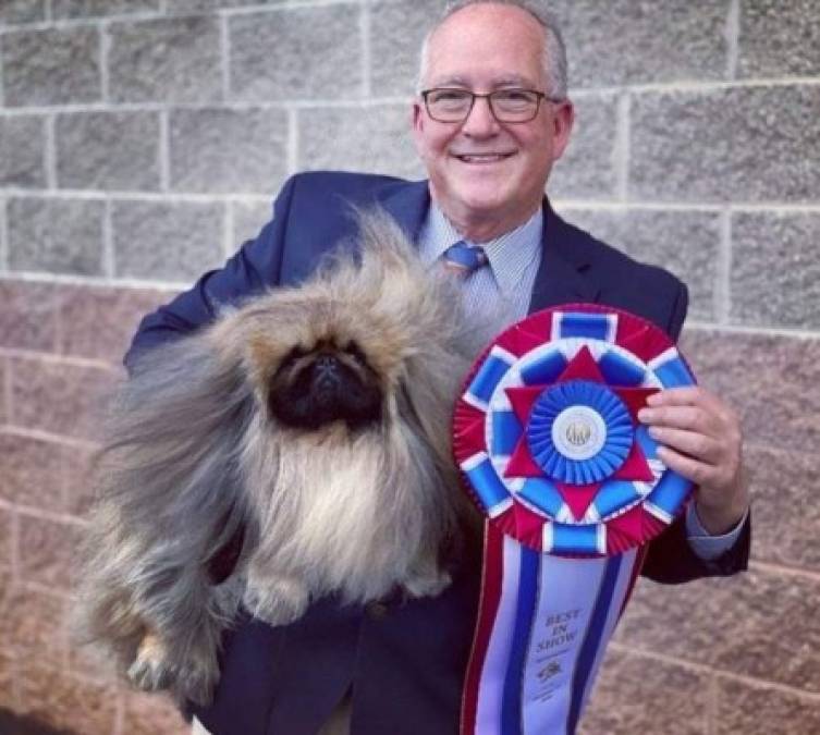 Wasabi, el pequinés que ganó el concurso canino Westminster al 'Mejor show”