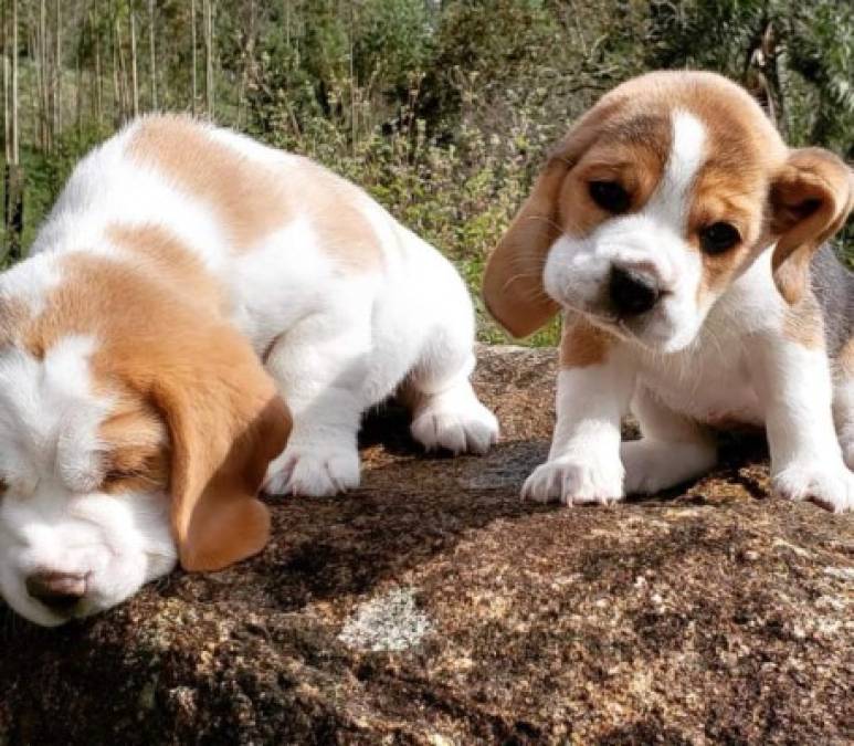Datos interesantes sobre el Beagle, el perro más adorable del planeta