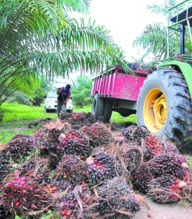 Honduras: Sigue manipulación en el Bajo Aguán