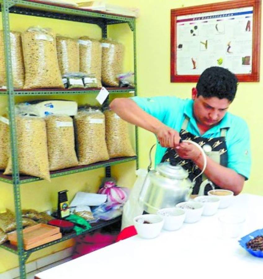 Café de Olancho cautiva a mercados de Europa y Asia