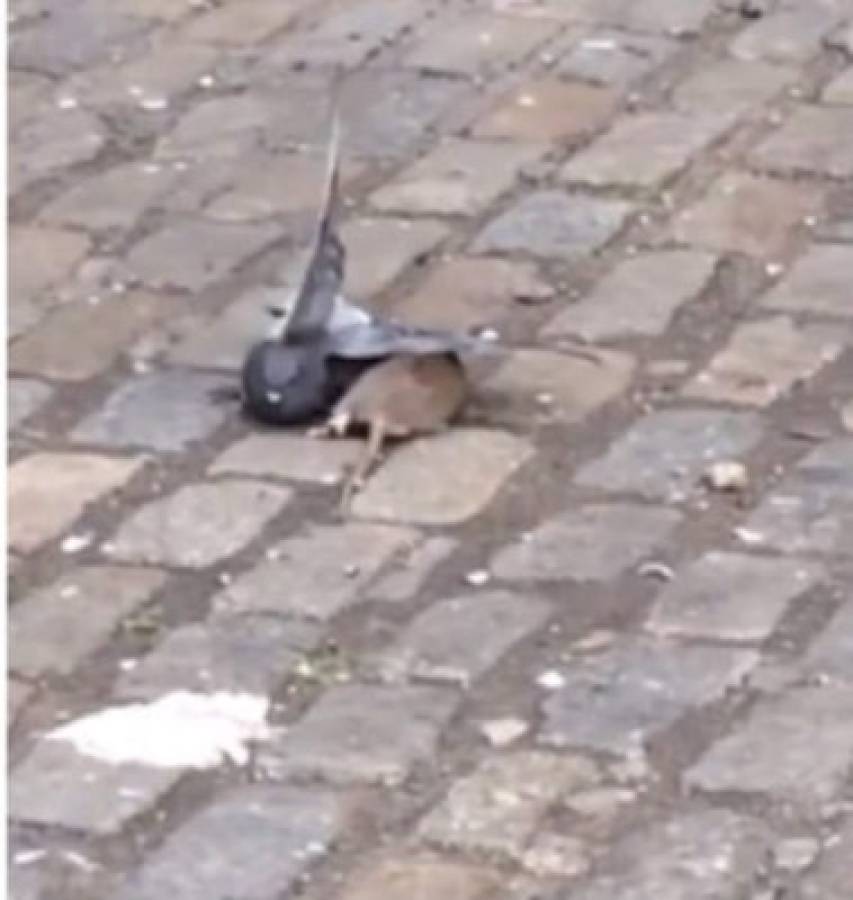 Rata caza un ave