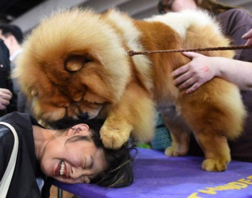 Las divertidas fotos del concurso Westminster Dog Show en Nueva York