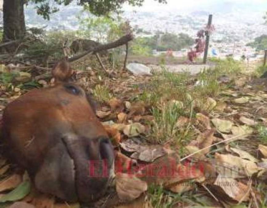 ¡Dantesco! Imágenes del destazadero clandestino hallado en cementerio de la capital