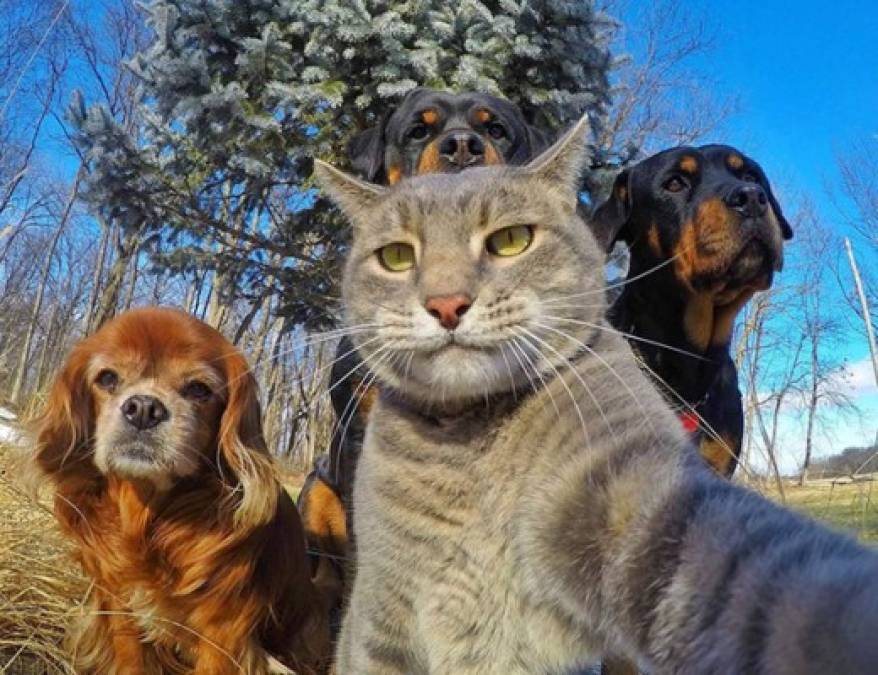 Galería: ¿Quién dice que los animales no pueden tomarse selfies?