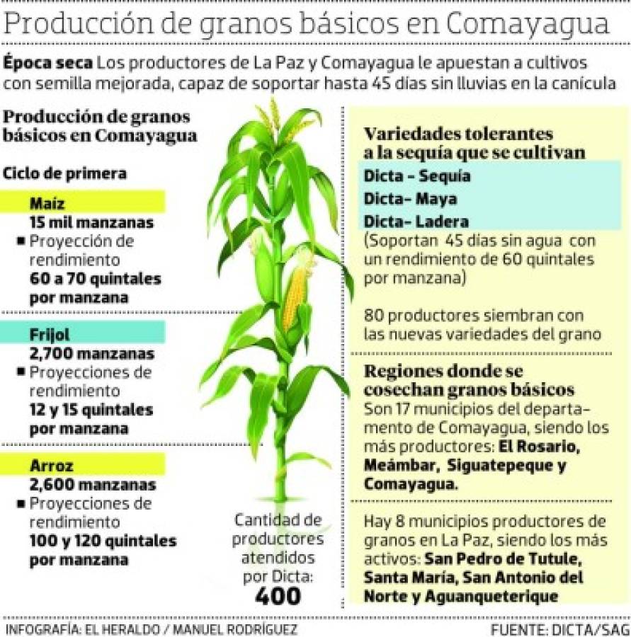 Productores de La Paz y Comayagua utilizan maíz tolerante a sequía