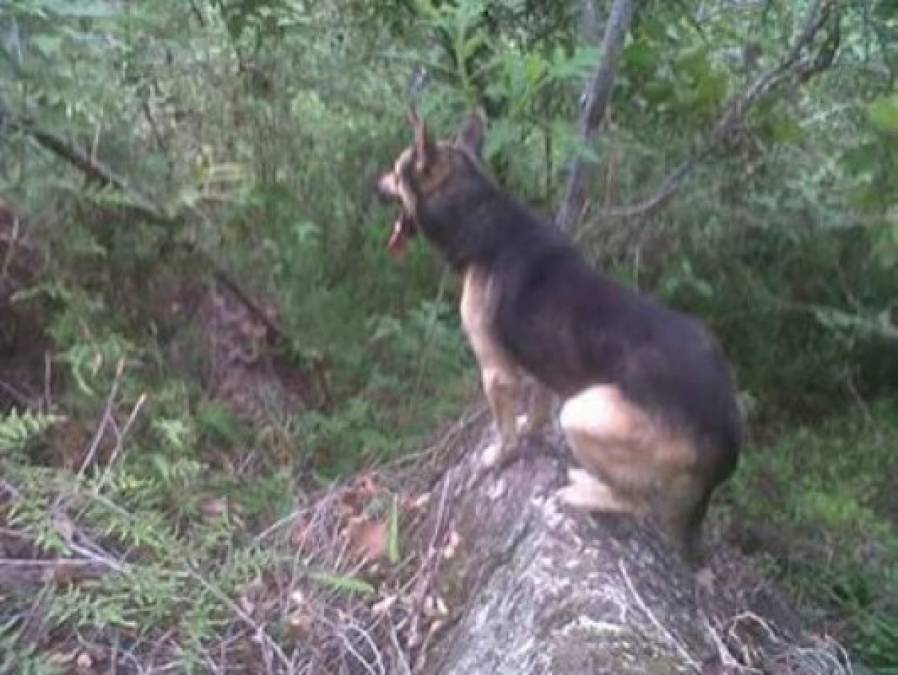 Hondureños comparten las fotos de sus mascotas