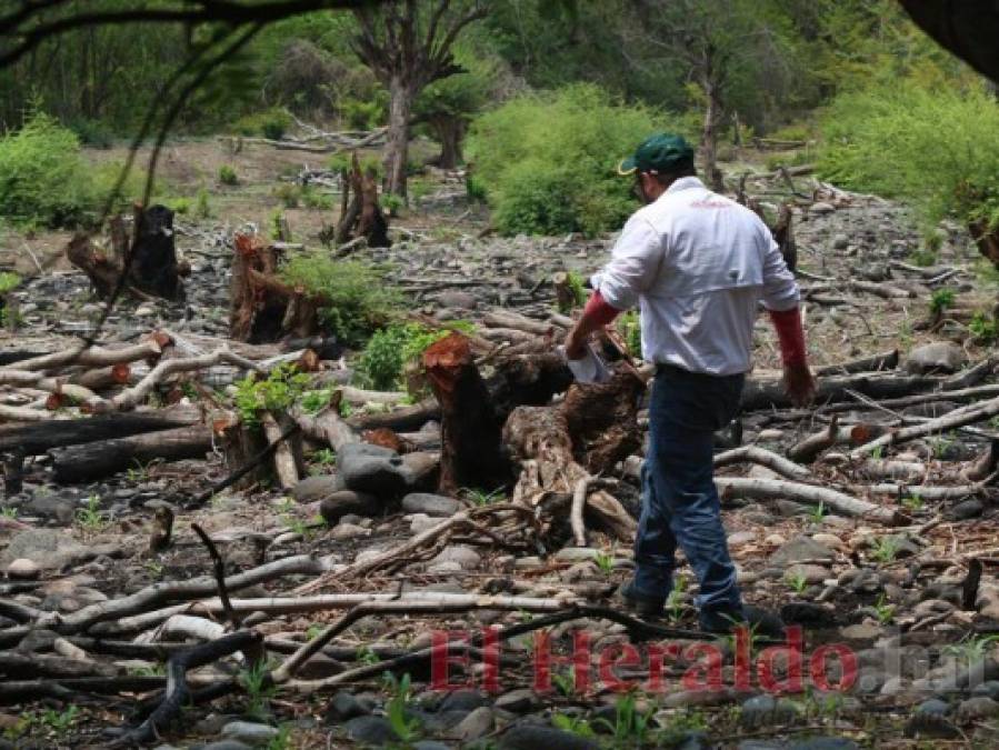 FOTOS: Lluvia escasa y siembra tardía amenazan con provocar hambruna en zona sur de Honduras