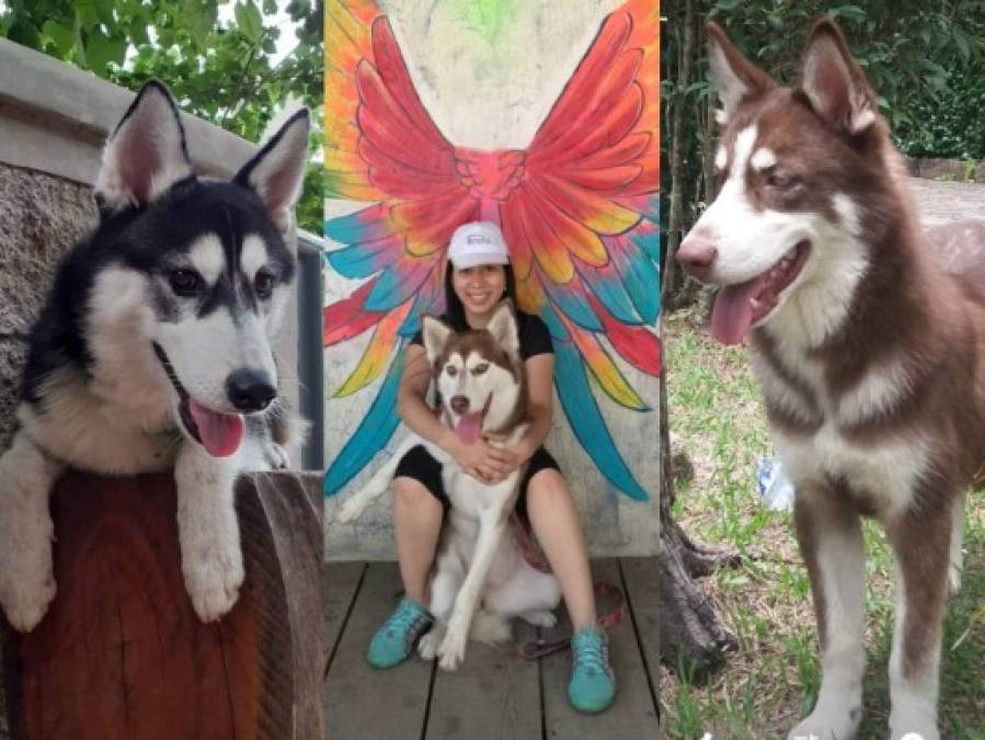 FOTOS: Huskylandia Hn, el club que une a los adorables peludos y sus dueños