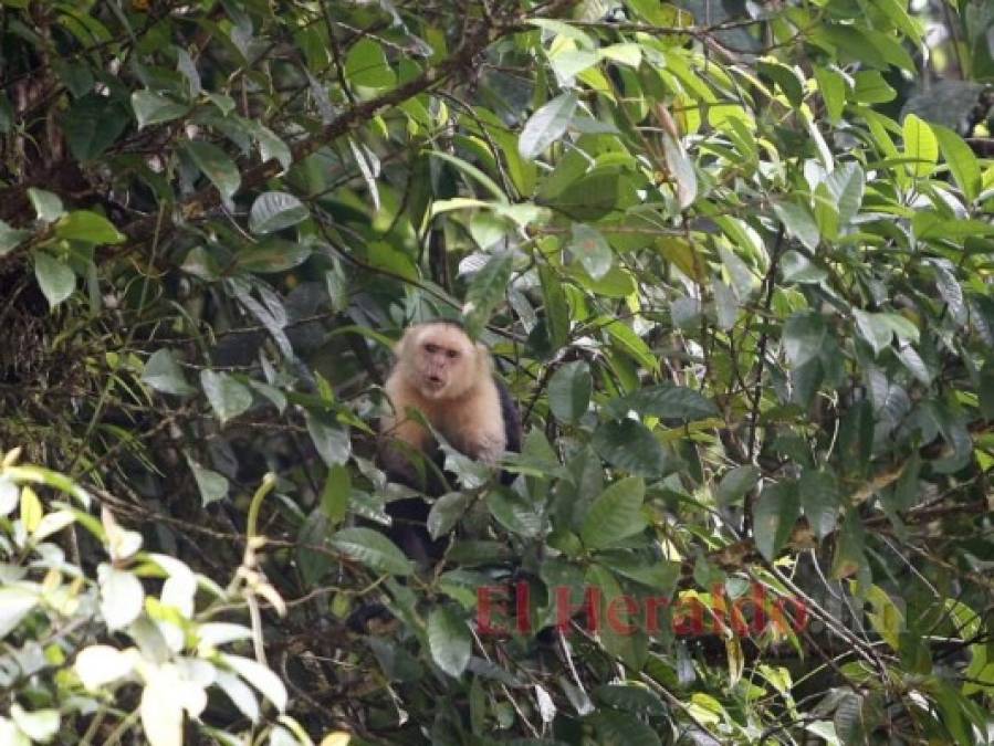 FOTOS: La fauna más hermosa captada en los bosques hondureños