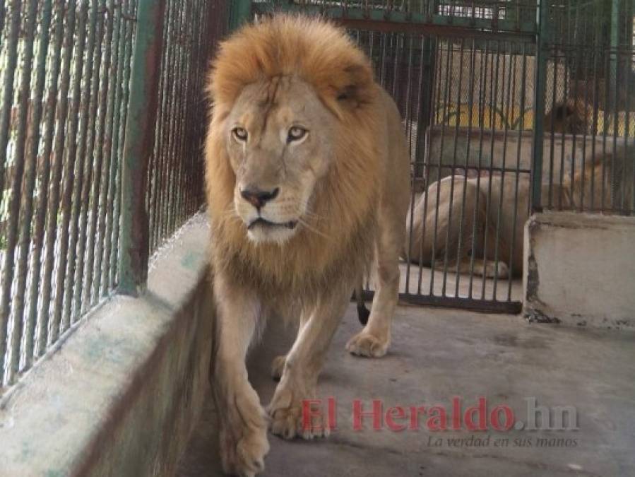 Golpeados, llagados y desplumados: Los animales sufren el descuido del zoológico Joya Grande