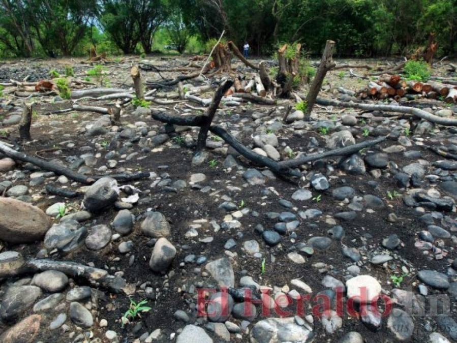 FOTOS: Lluvia escasa y siembra tardía amenazan con provocar hambruna en zona sur de Honduras