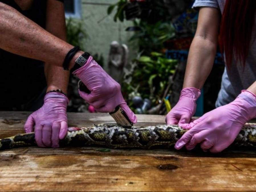 FOTOS: Hombre en EEUU hace mascarillas con piel de iguanas y serpientes pitón