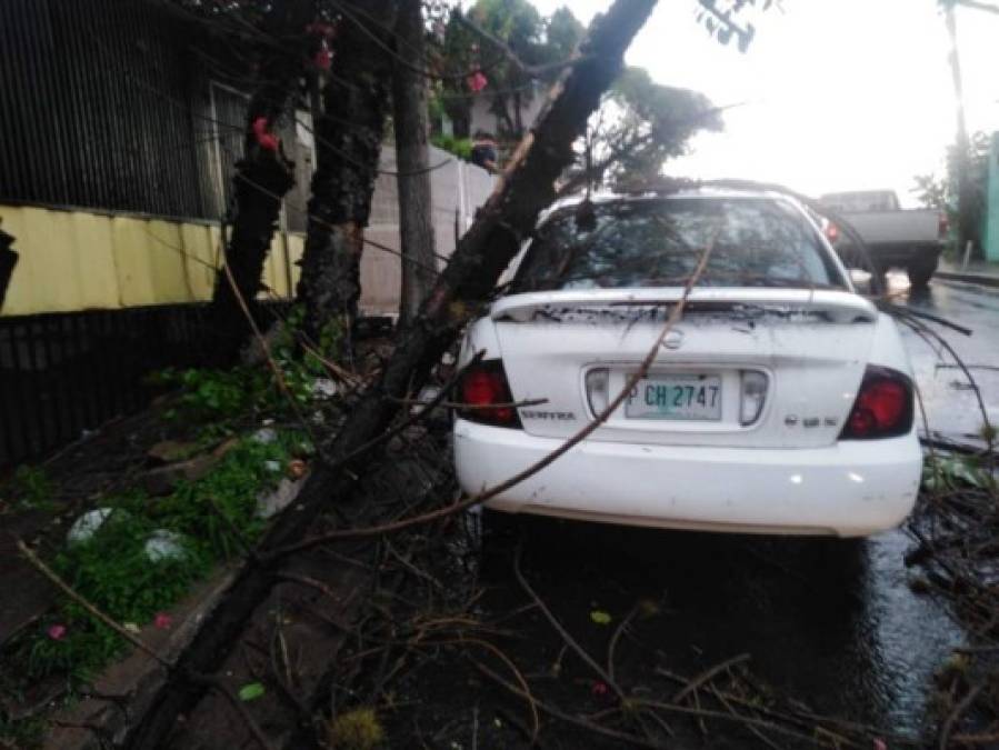 Aludes, inundaciones y árboles caídos entre daños por lluvias en la capital