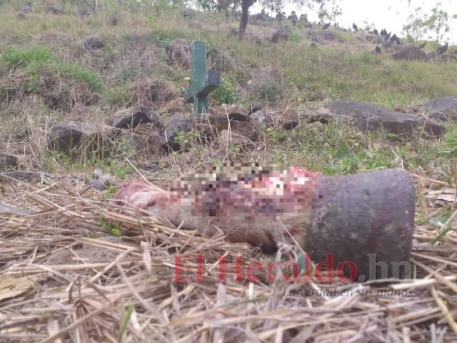 ¡Dantesco! Imágenes del destazadero clandestino hallado en cementerio de la capital