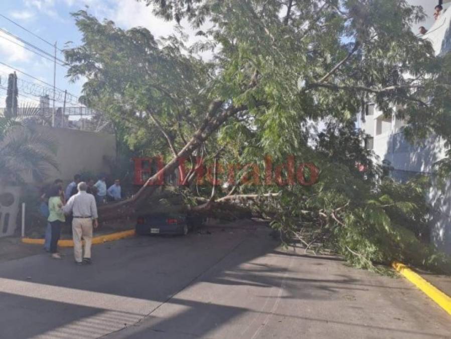 FOTOS: Árbol aplastó vehículo en la colonia Tepeyac de la capital