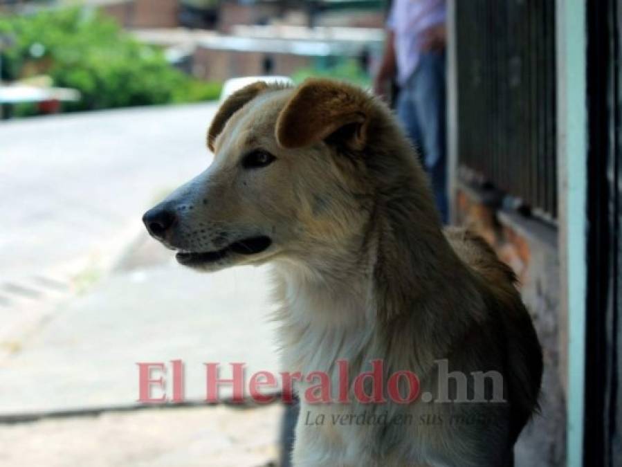 FOTOS: 10 datos sobre los animales callejeros en la capital de Honduras