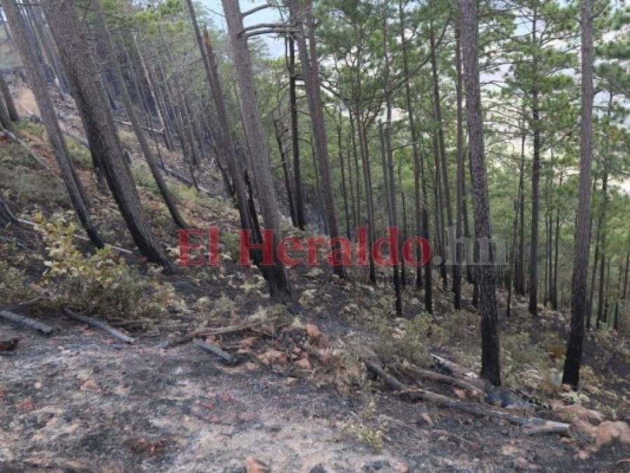 Incendio en La Tigra devora más de 10 hectáreas de bosque