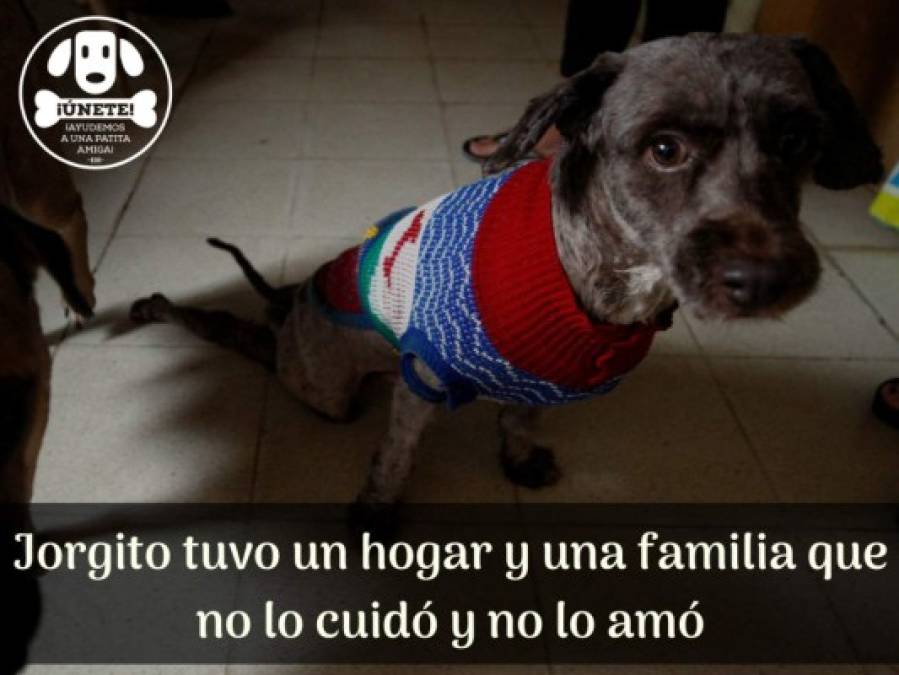 Amoroso y juguetón, así es Jorgito, el perro que busca un hogar (FOTOS)