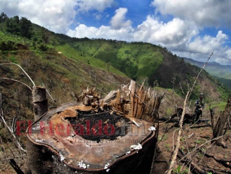 Destruyen el pulmón más grande de Honduras y construyen carretera clandestina (FOTOS)  