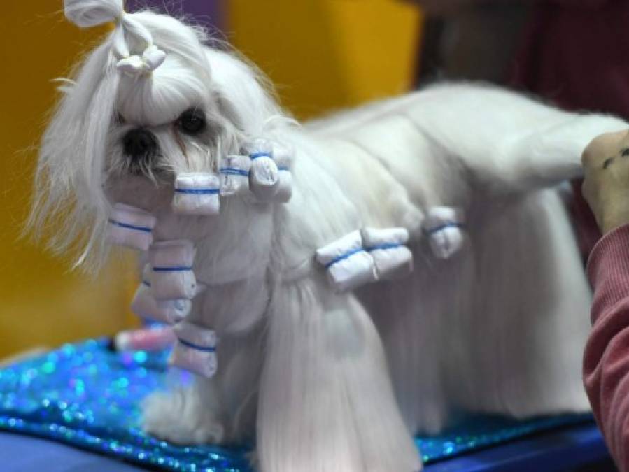 Las divertidas fotos del concurso Westminster Dog Show en Nueva York