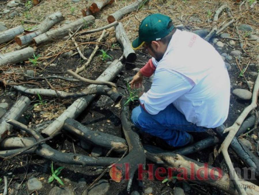 FOTOS: Lluvia escasa y siembra tardía amenazan con provocar hambruna en zona sur de Honduras