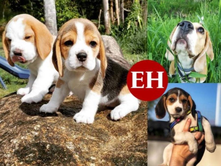 Datos interesantes sobre el Beagle, el perro más adorable del planeta