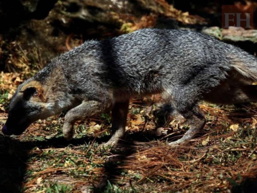 20 fotos de animales en el zoológico de Tegucigalpa que te cambiarán el día