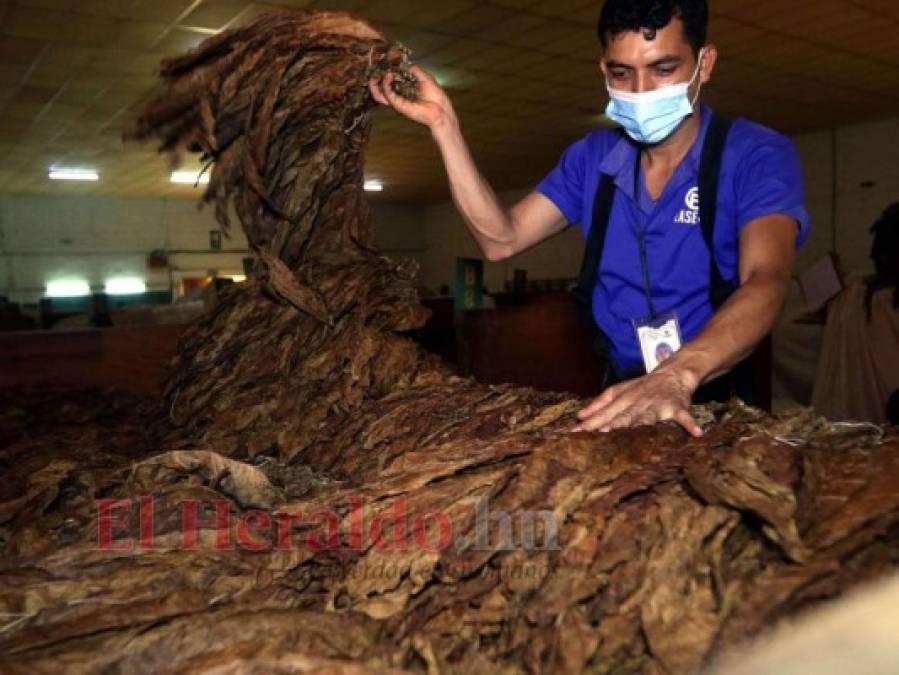 ¿Cómo se elabora el tabaco hondureño, reconocido entre los mejores a nivel mundial?