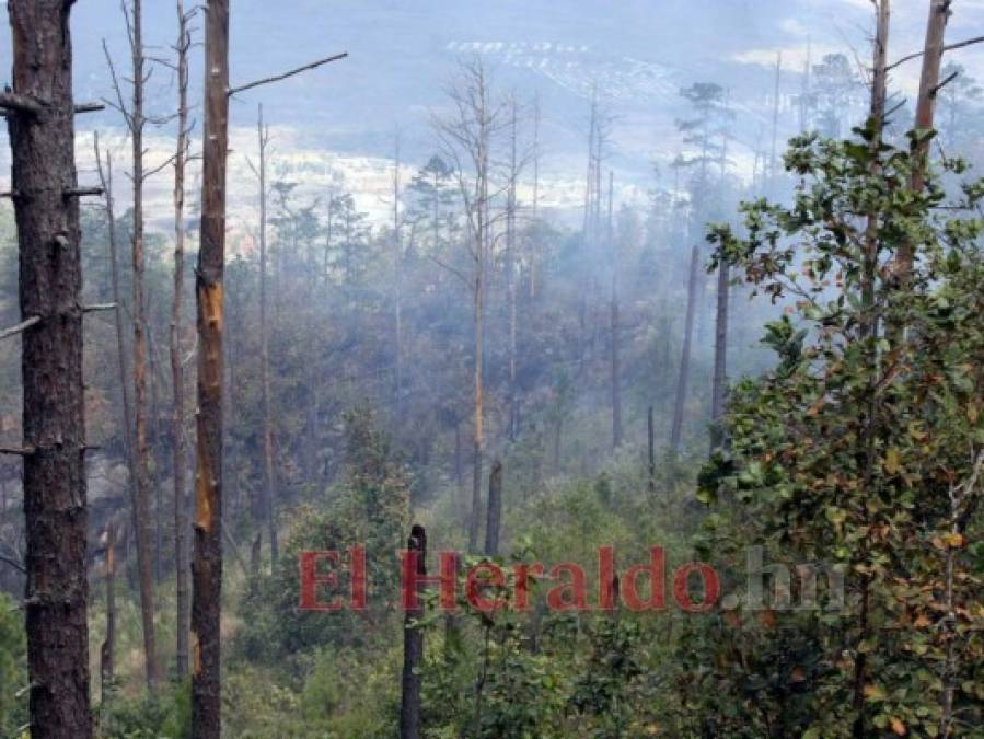 FOTOS: Así luce el cerro Upare tras voraz incendio que duró tres días