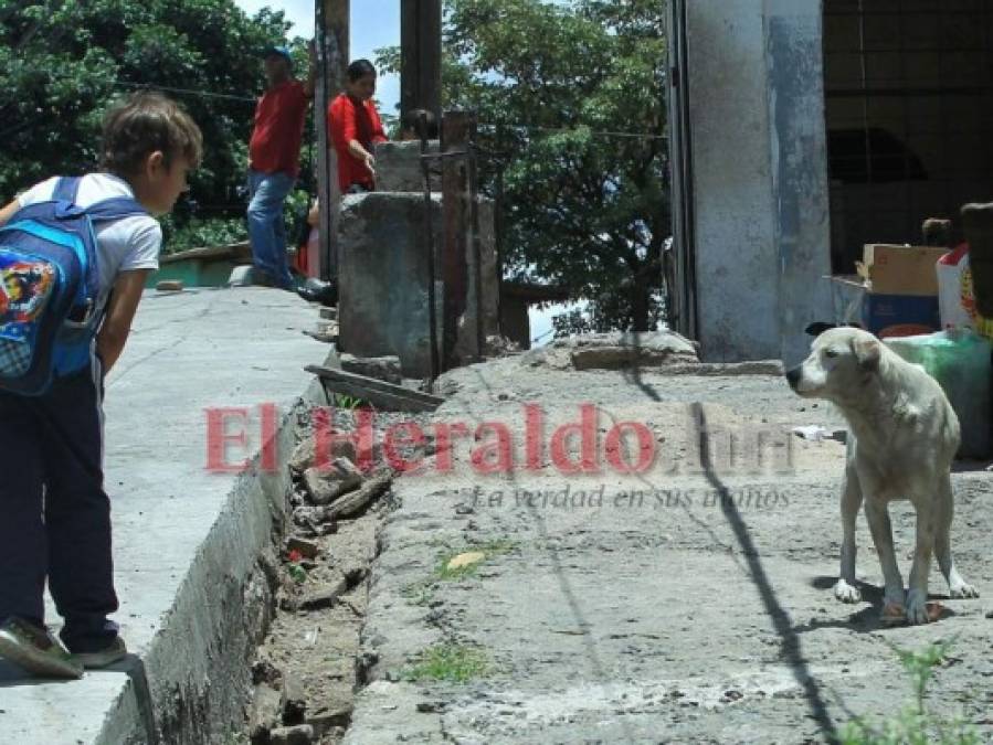 FOTOS: 10 datos sobre los animales callejeros en la capital de Honduras